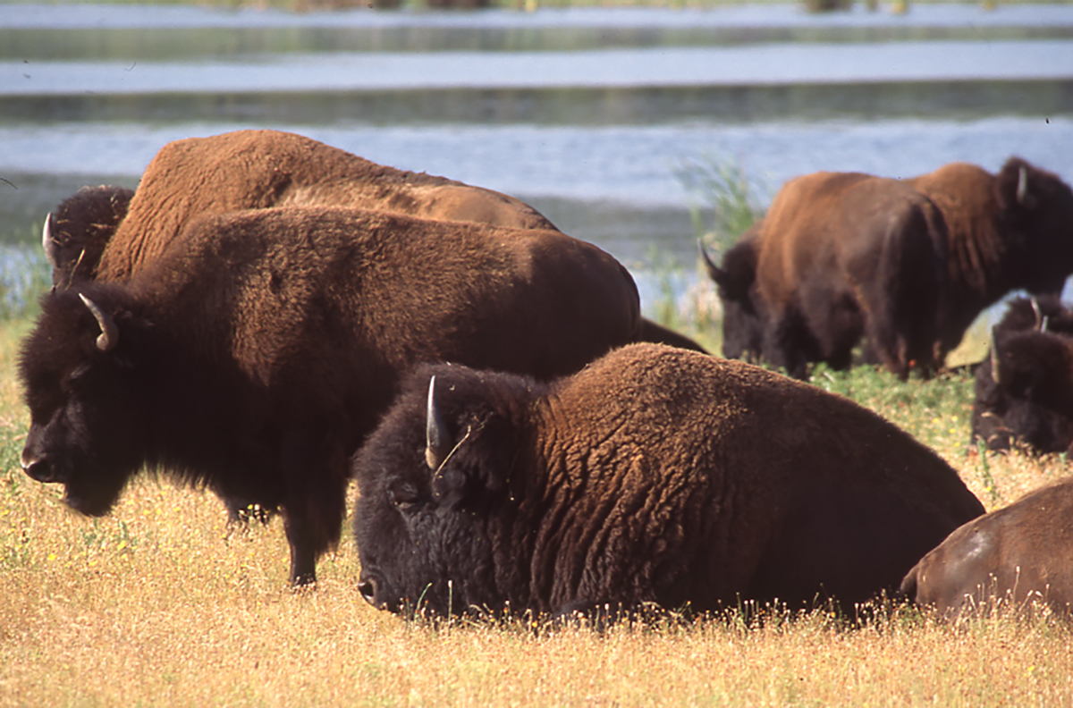 Copy of fig 1.11 Bison still roam in the Wichita Mountains National Wildlife RefugeOHS copy