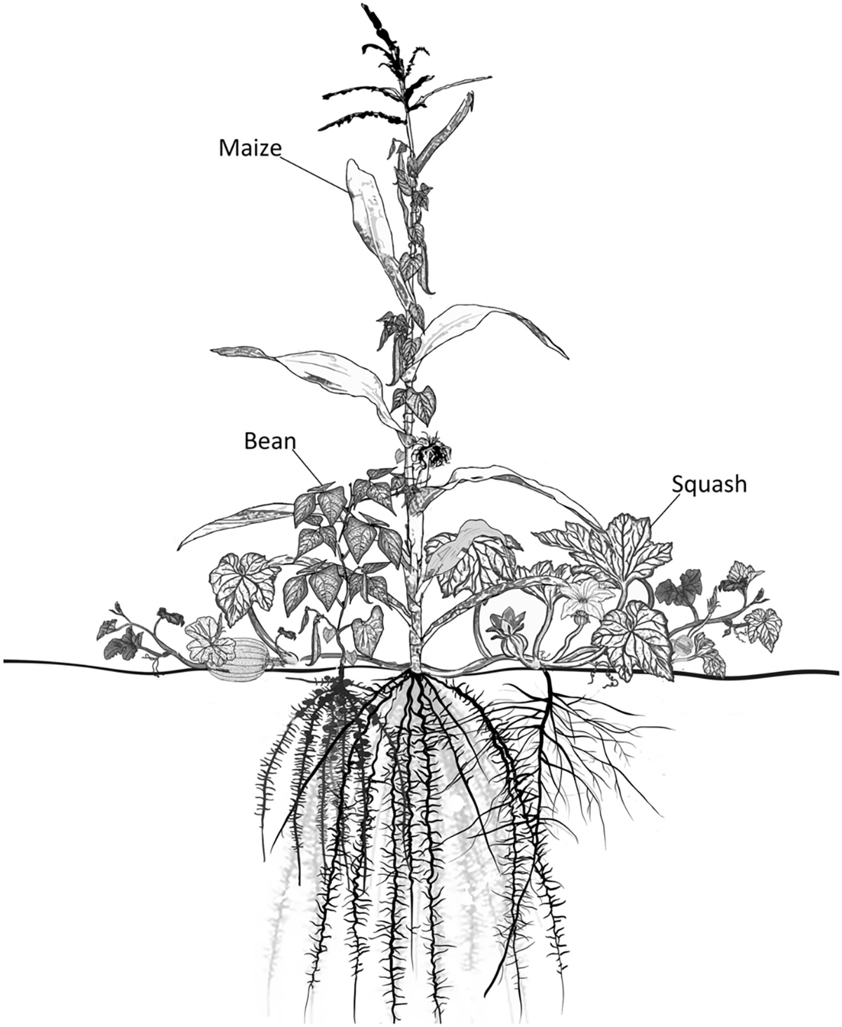 Copy of fig 1.2 Three Sisters Planting method copy